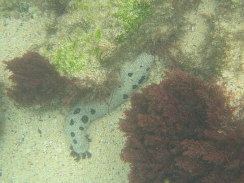 Image of Black sea cucumber