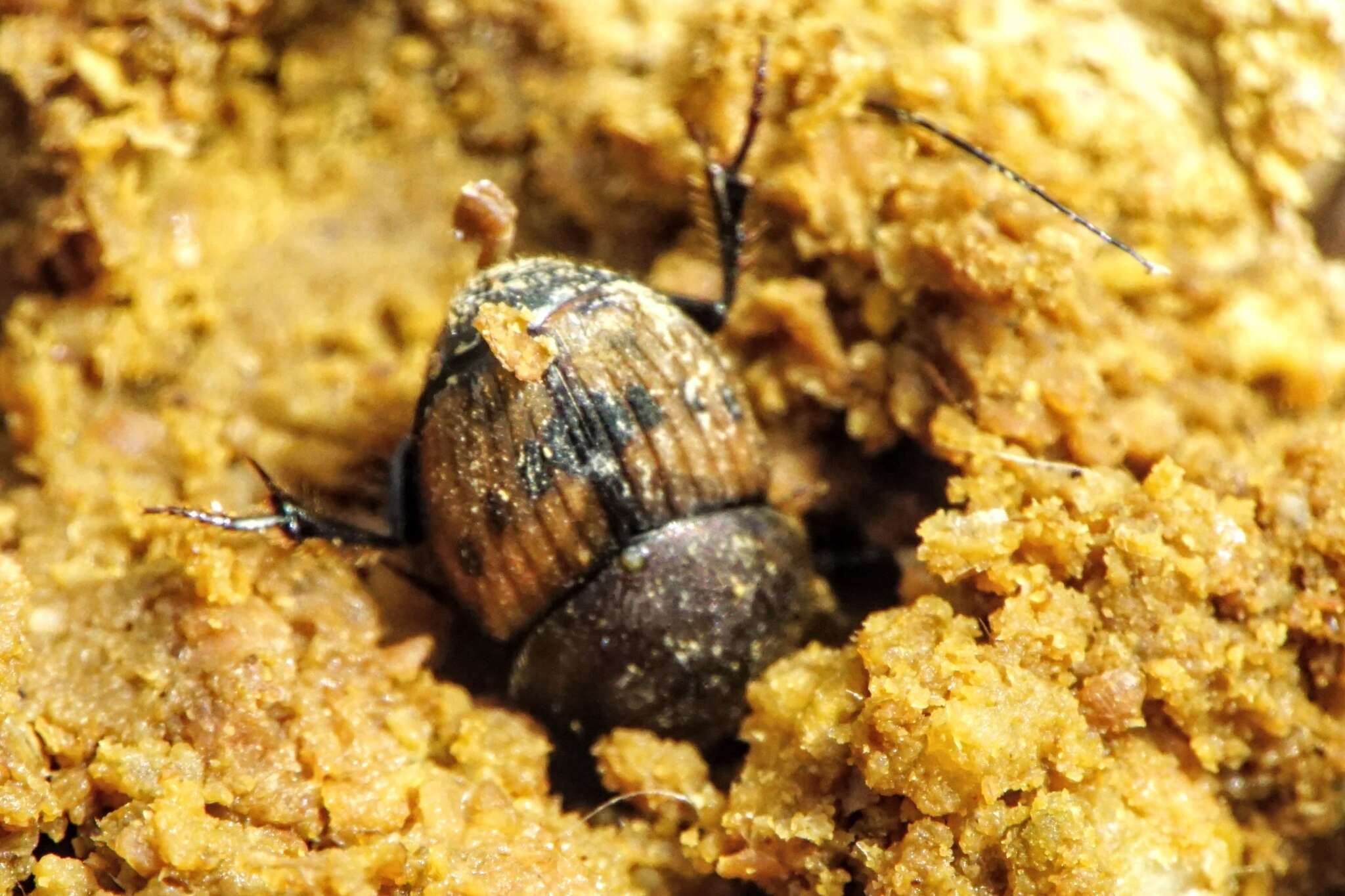 Image of Onthophagus (Palaeonthophagus) lemur (Fabricius 1781)