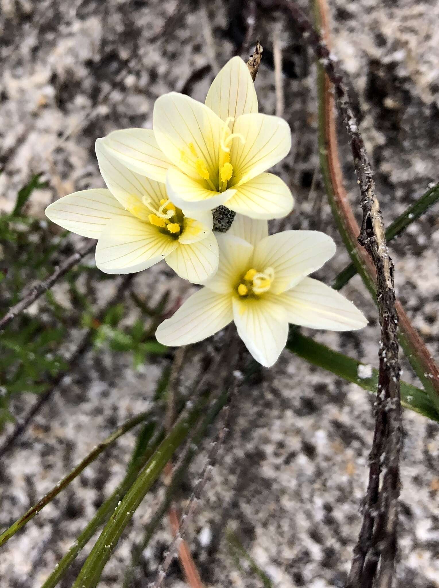 Image of Geissorhiza hispidula (R. C. Foster) Goldblatt