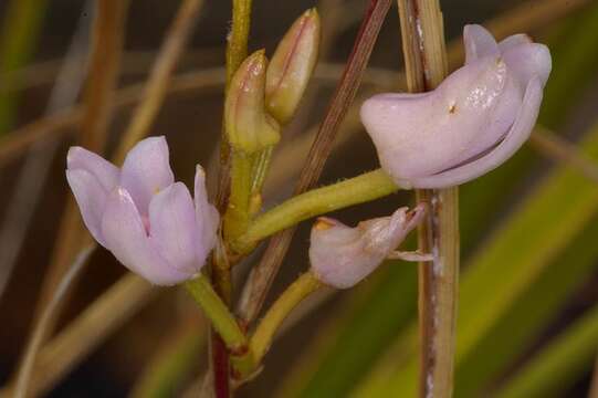 Imagem de Polystachya zuluensis L. Bolus