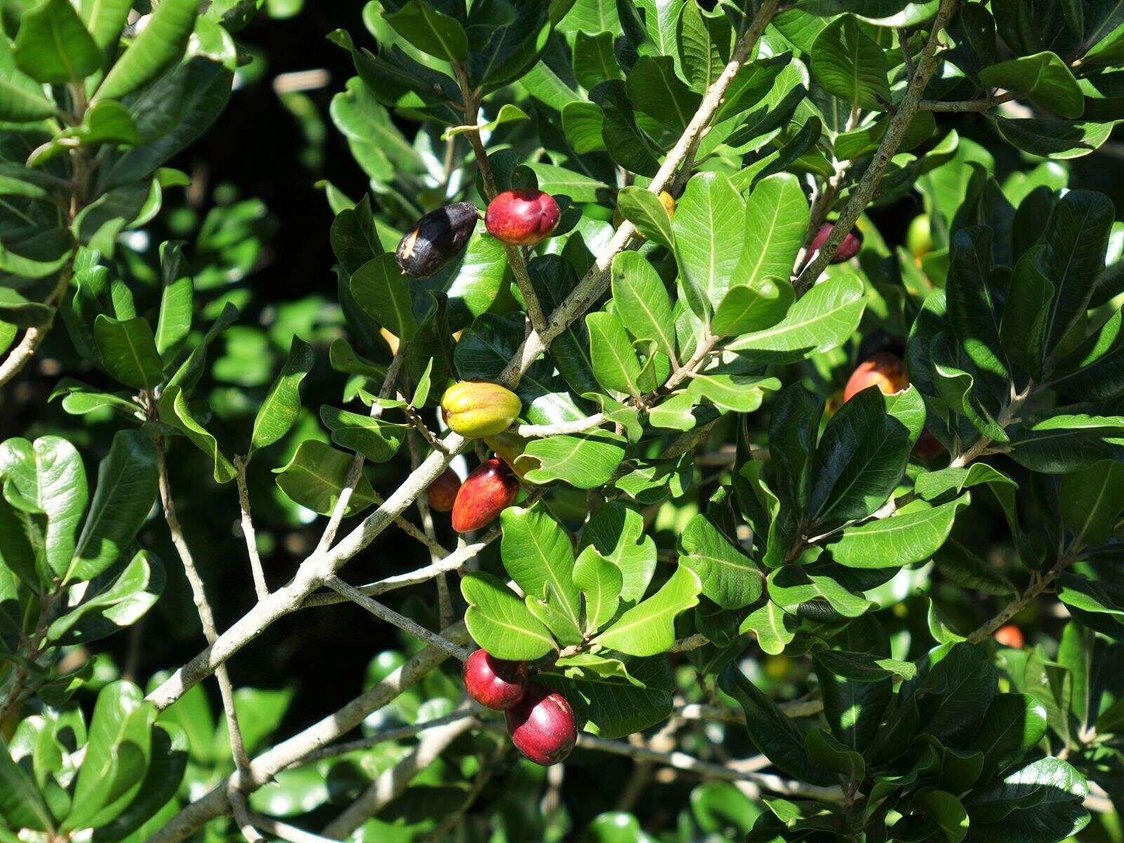 Image of Planchonella costata (Endl.) Pierre