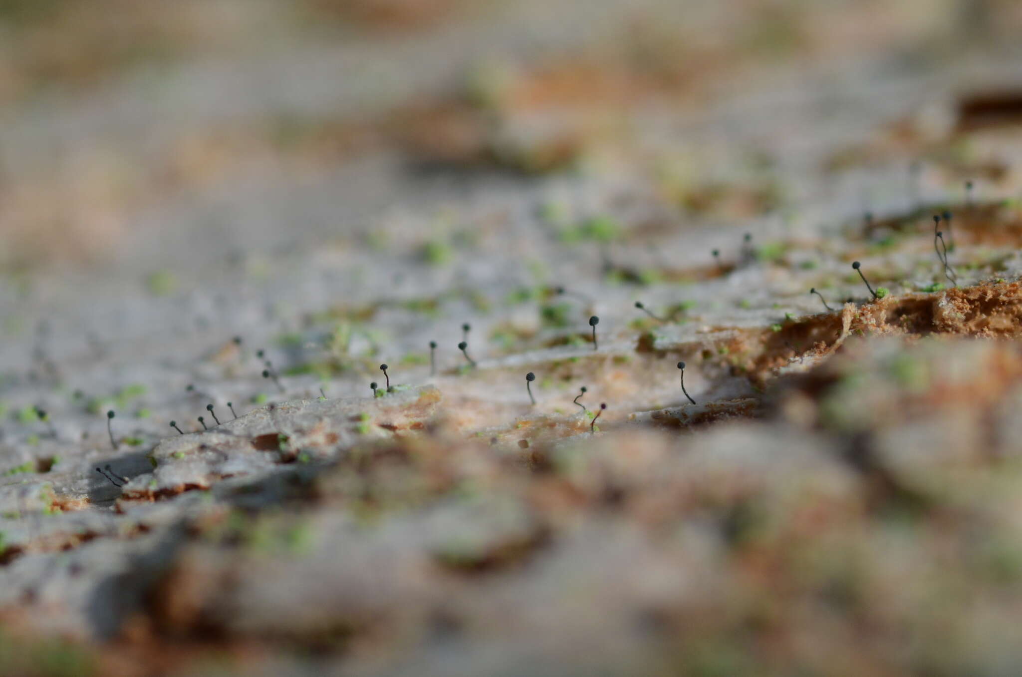 Image of chaenothecopsis lichen