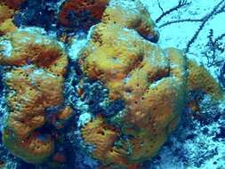 Image of orange elephant ear sponge