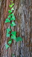 Image of Algerian ivy