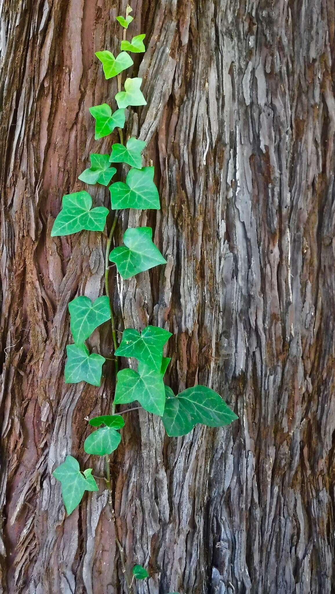 Image of Algerian ivy