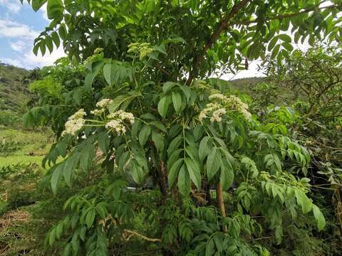 Image of Sambucus peruviana Kunth