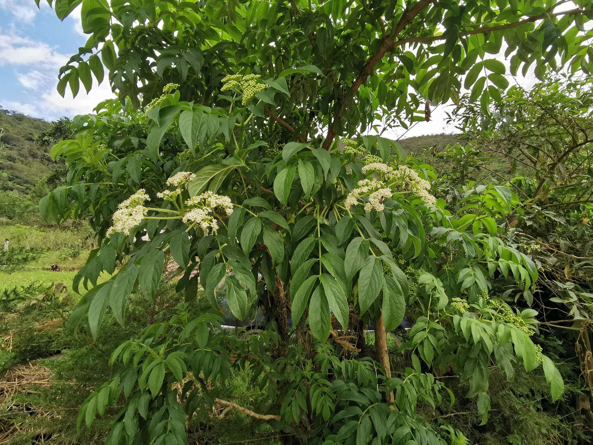 Image de Sambucus peruviana Kunth