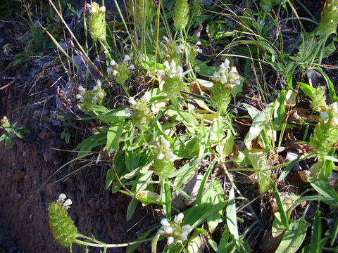 Image of cutleaf selfheal