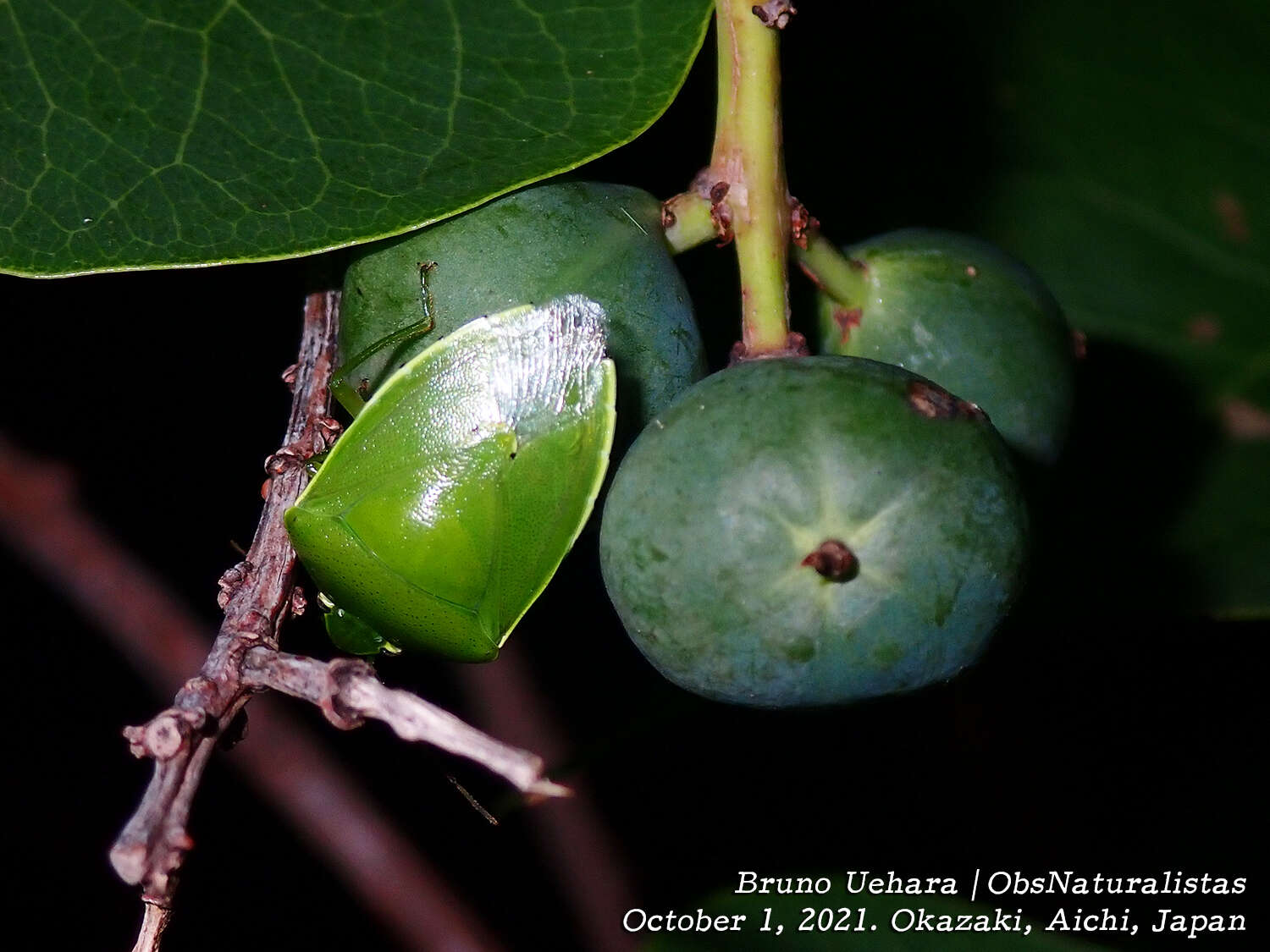 <i>Glaucias subpunctatus</i>的圖片