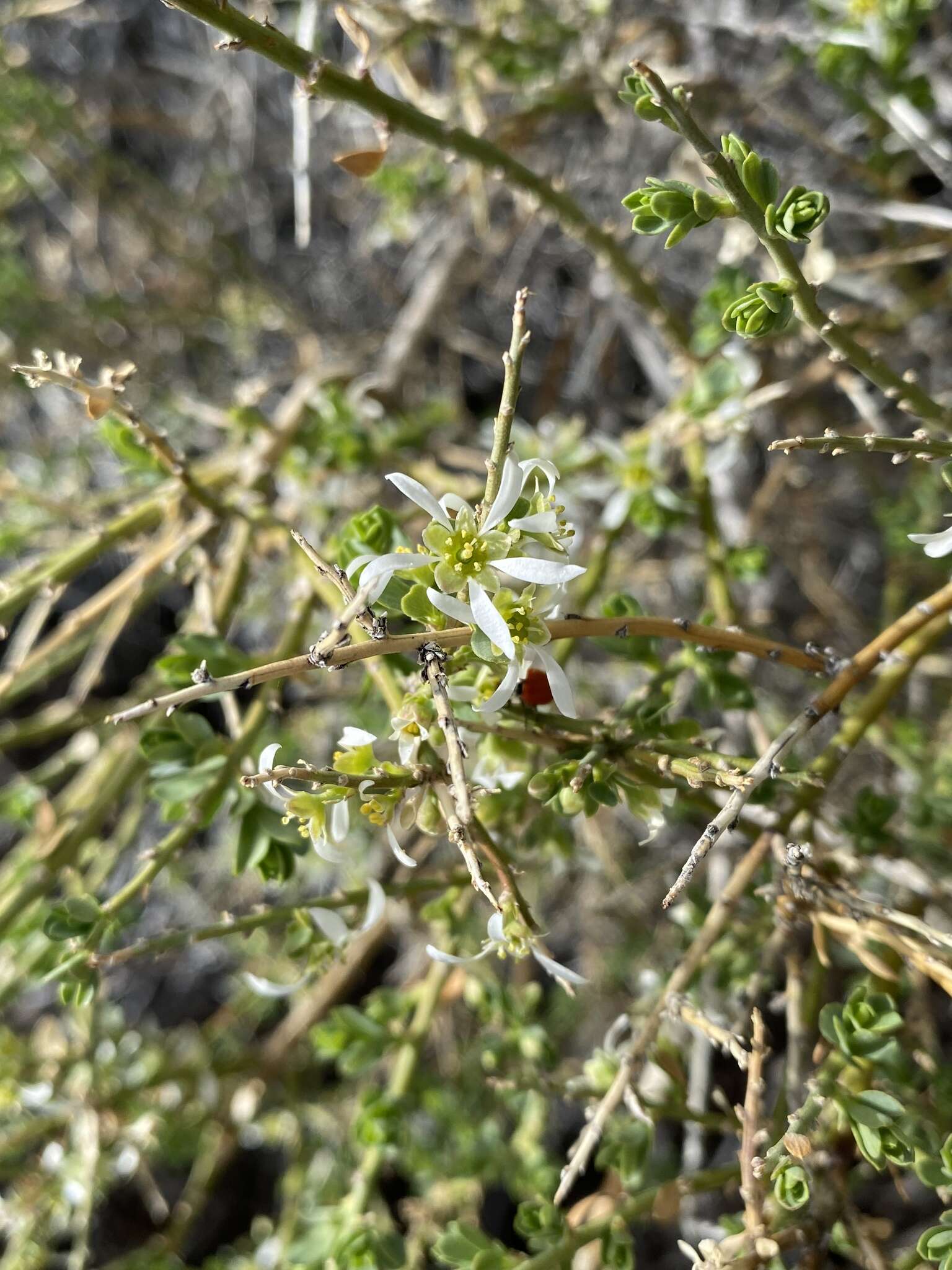 Image de Glossopetalon spinescens var. aridum M. E. Jones