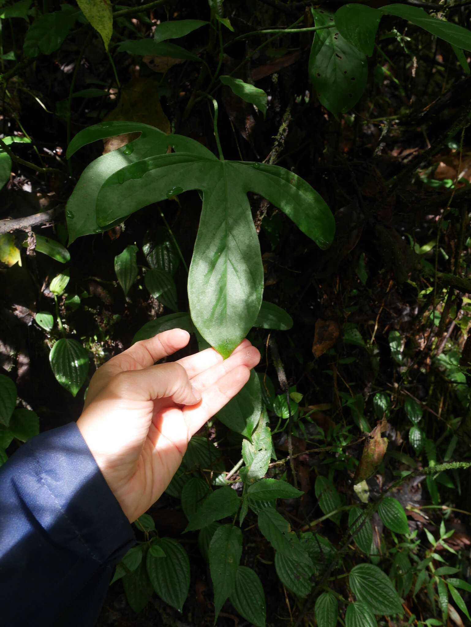 Image of Anthurium alatum Engl.