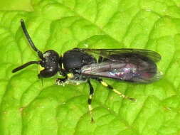 Hylaeus modestus Say 1837 resmi