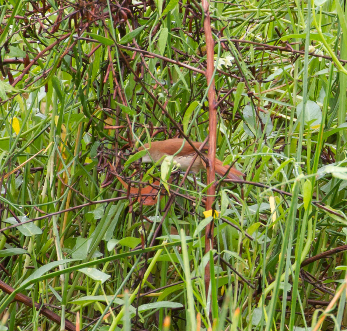 Image of Yellow-chinned Spinetail