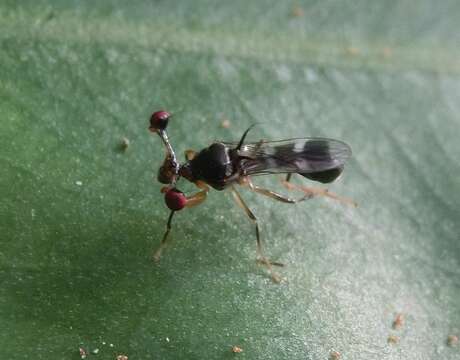 Image of Teleopsis quadriguttata (Walker 1856)