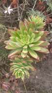 Image of Echeveria quitensis (Kunth) Lindley