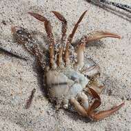 Image of Henslow's swimming crab