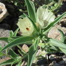 Imagem de Antirrhinum confertiflorum Benth. ex A. DC.