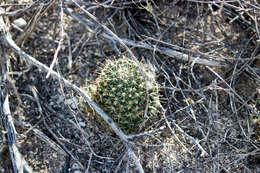 Imagem de Mammillaria mainiae K. Brandegee