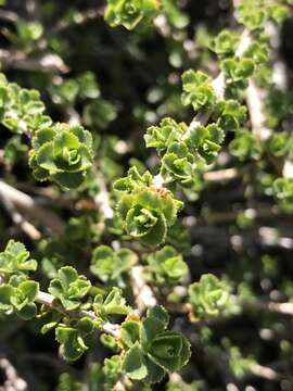 Image of Escallonia alpina var. carmelitana (Meyen) Acev. & Kaus.