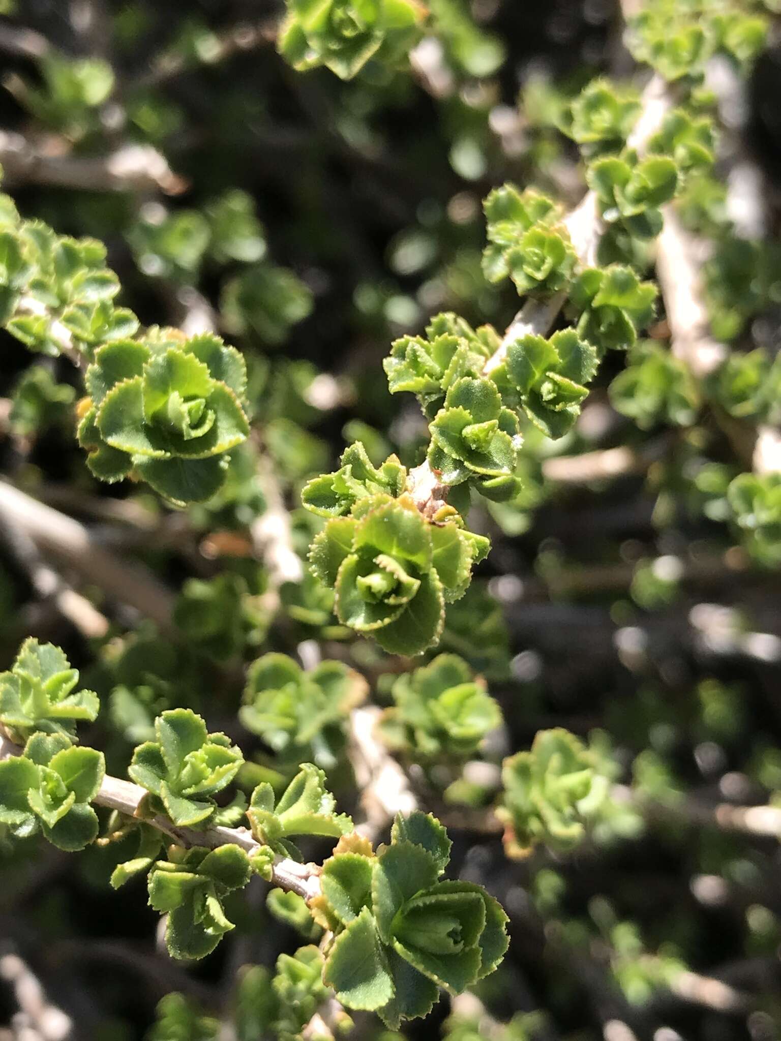 Escallonia alpina var. carmelitana (Meyen) Acev. & Kaus. resmi