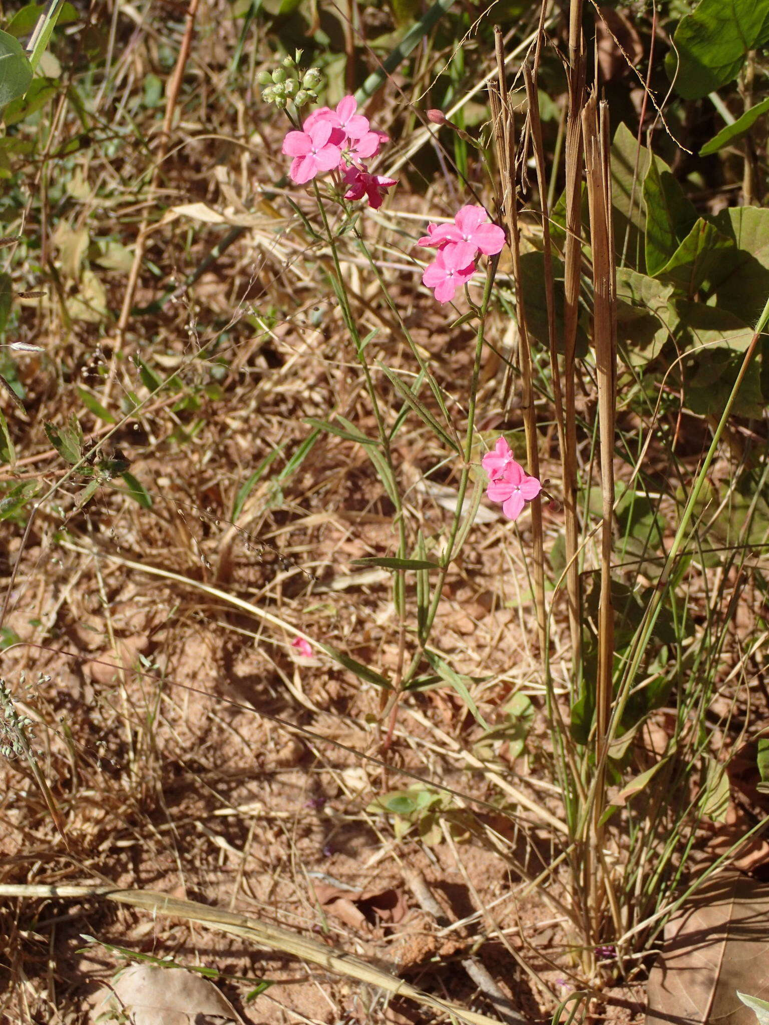 Image of Kohautia grandiflora DC.