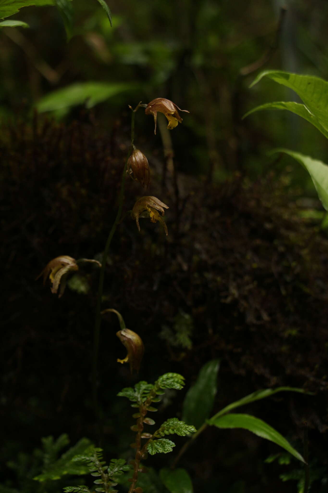 Image of Tainia minor Hook. fil.