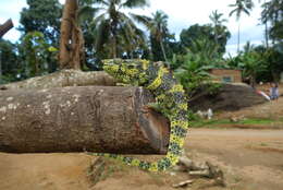 Image of Giant One-Horned Chameleon