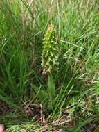 Image of Skeptrostachys paraguayensis (Rchb. fil.) Garay