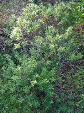 Image of Veronica strictissima (Kirk) Garn.-Jones