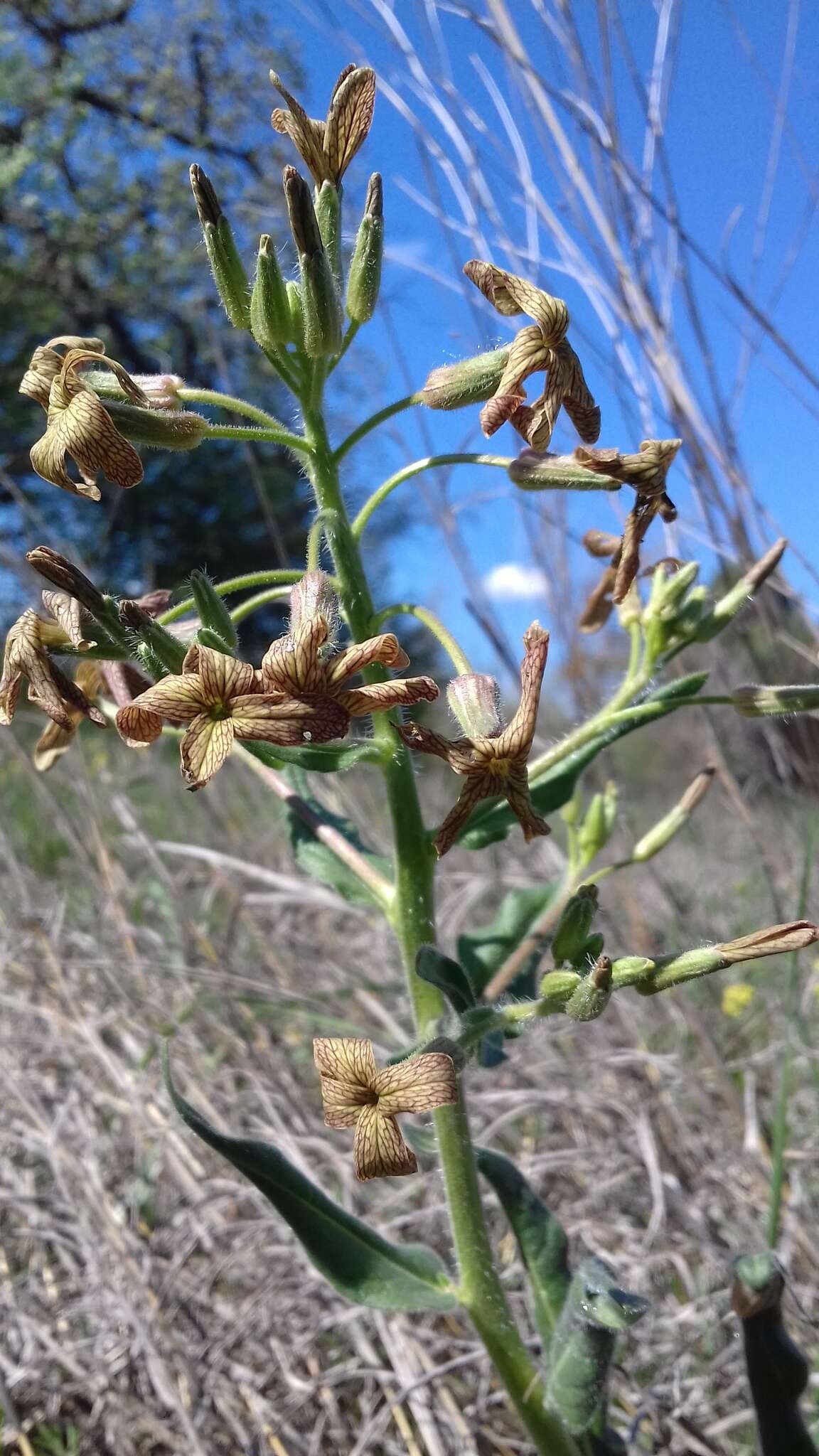 Слика од Hesperis tristis L.