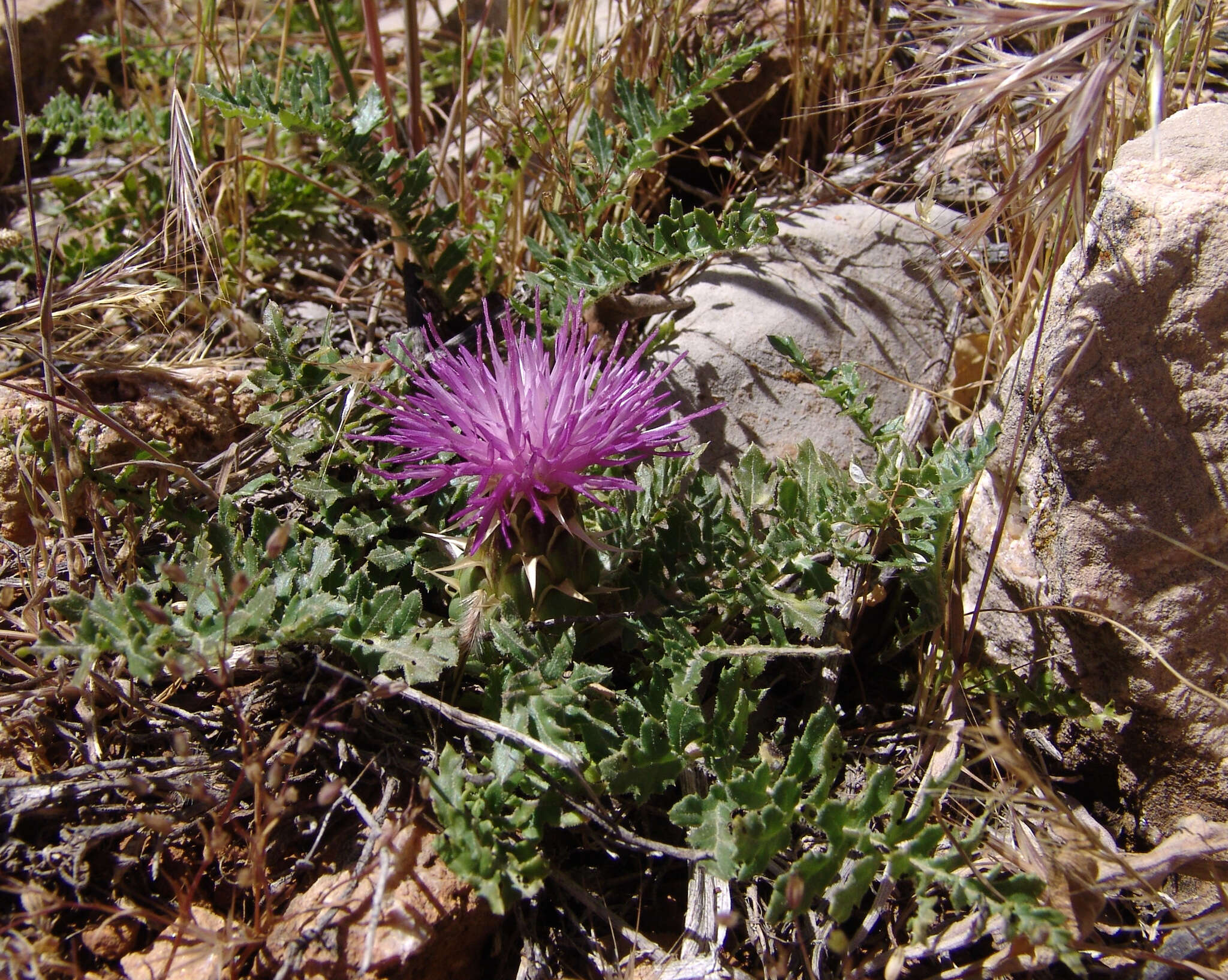 Image of Klasea pusilla (Labill.) Greuter & Wagenitz