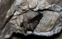 Image of Cape Horseshoe Bat