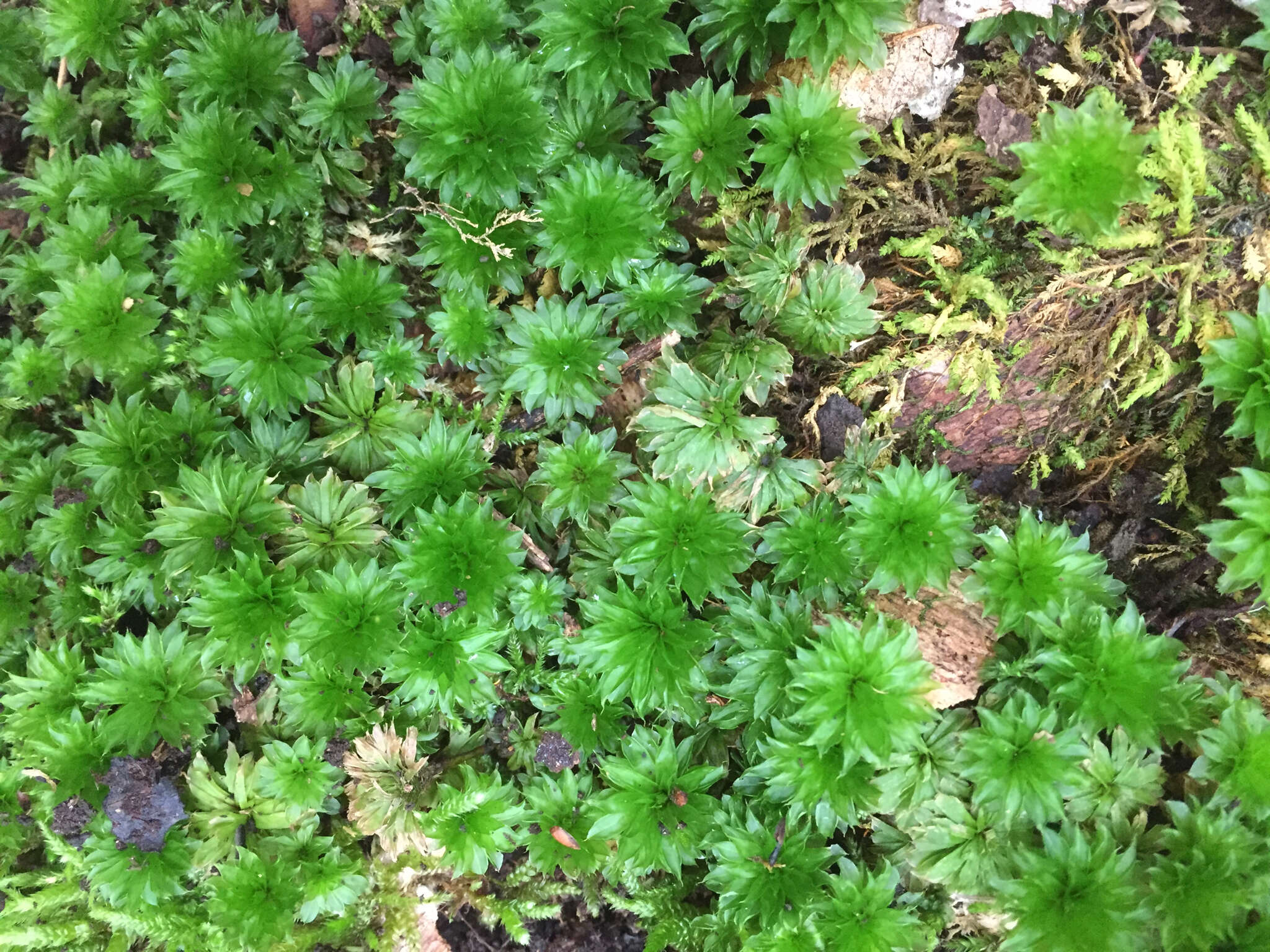 Image of Ontario rhodobryum moss