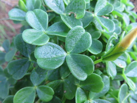 Image de Oxalis megalorrhiza Jacq.