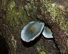 Image of Cortinarius rotundisporus Cleland & Cheel 1918