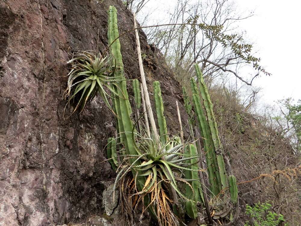 Image of Hechtia jaliscana L. B. Sm.