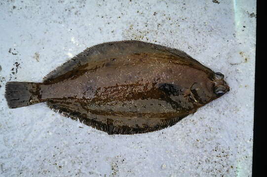 Image of Dover sole
