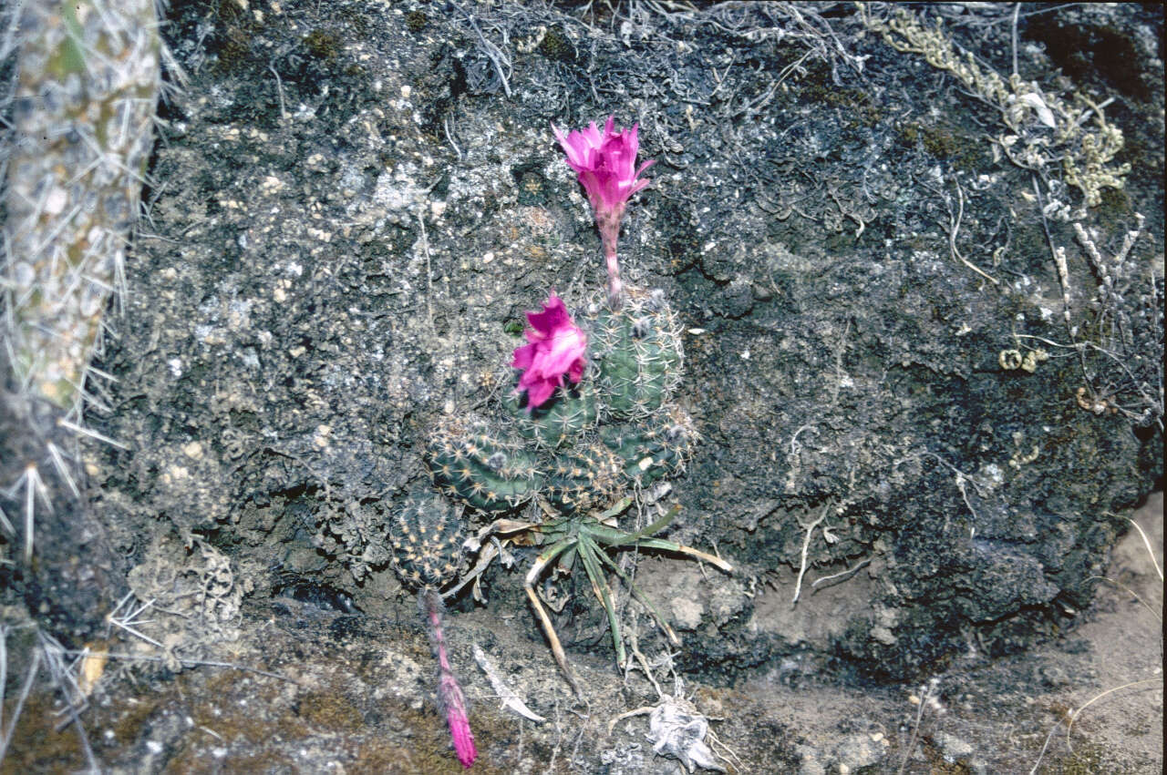 Image of Echinopsis backebergii subsp. backebergii