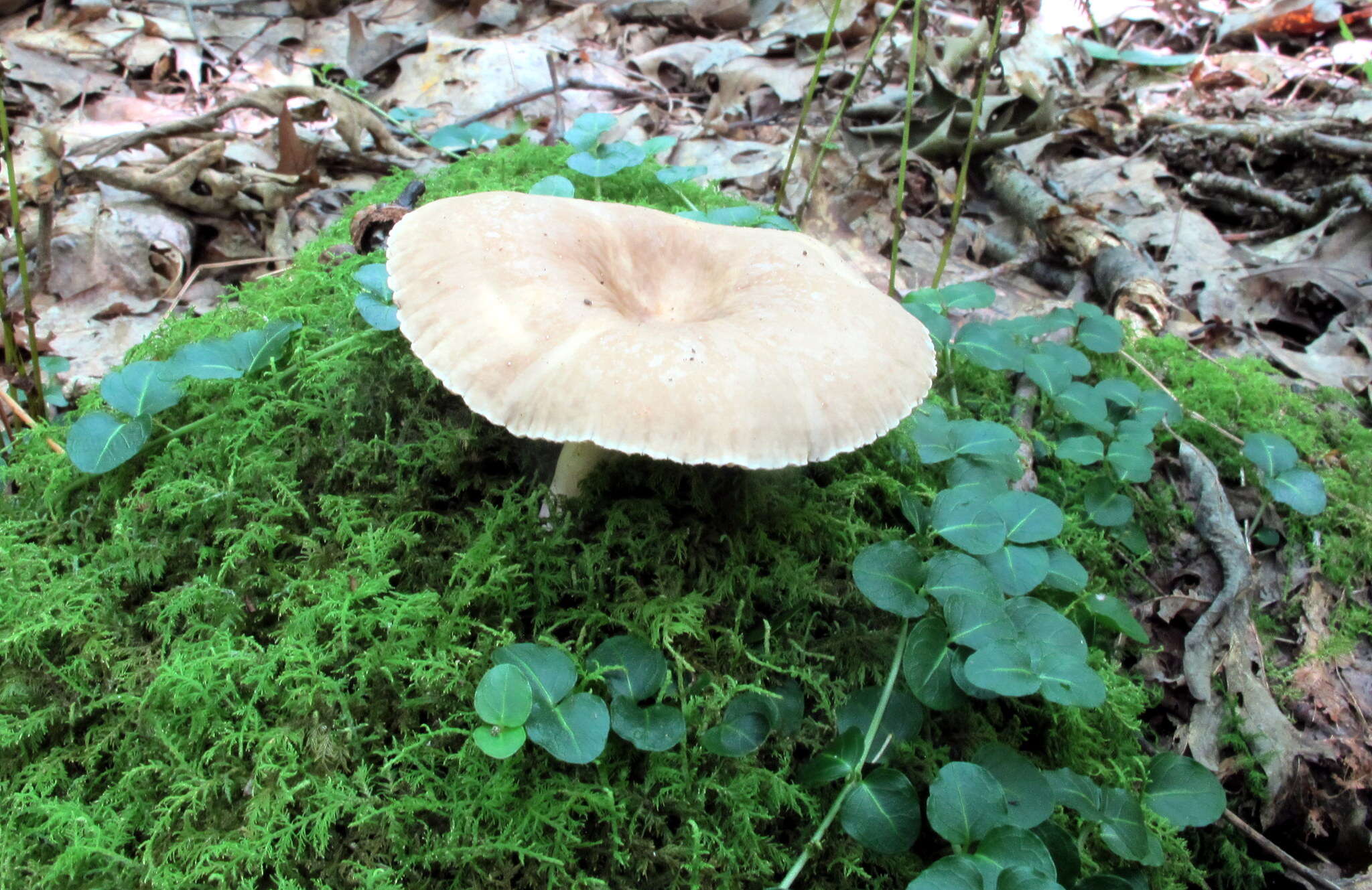 Image de Lactarius subplinthogalus Coker 1918