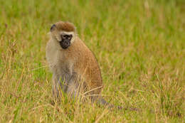 Image of Reddish-green Vervet Monkey