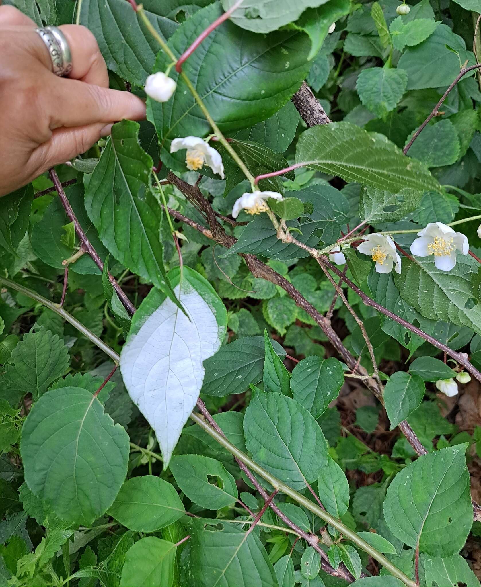 Image of silver vine