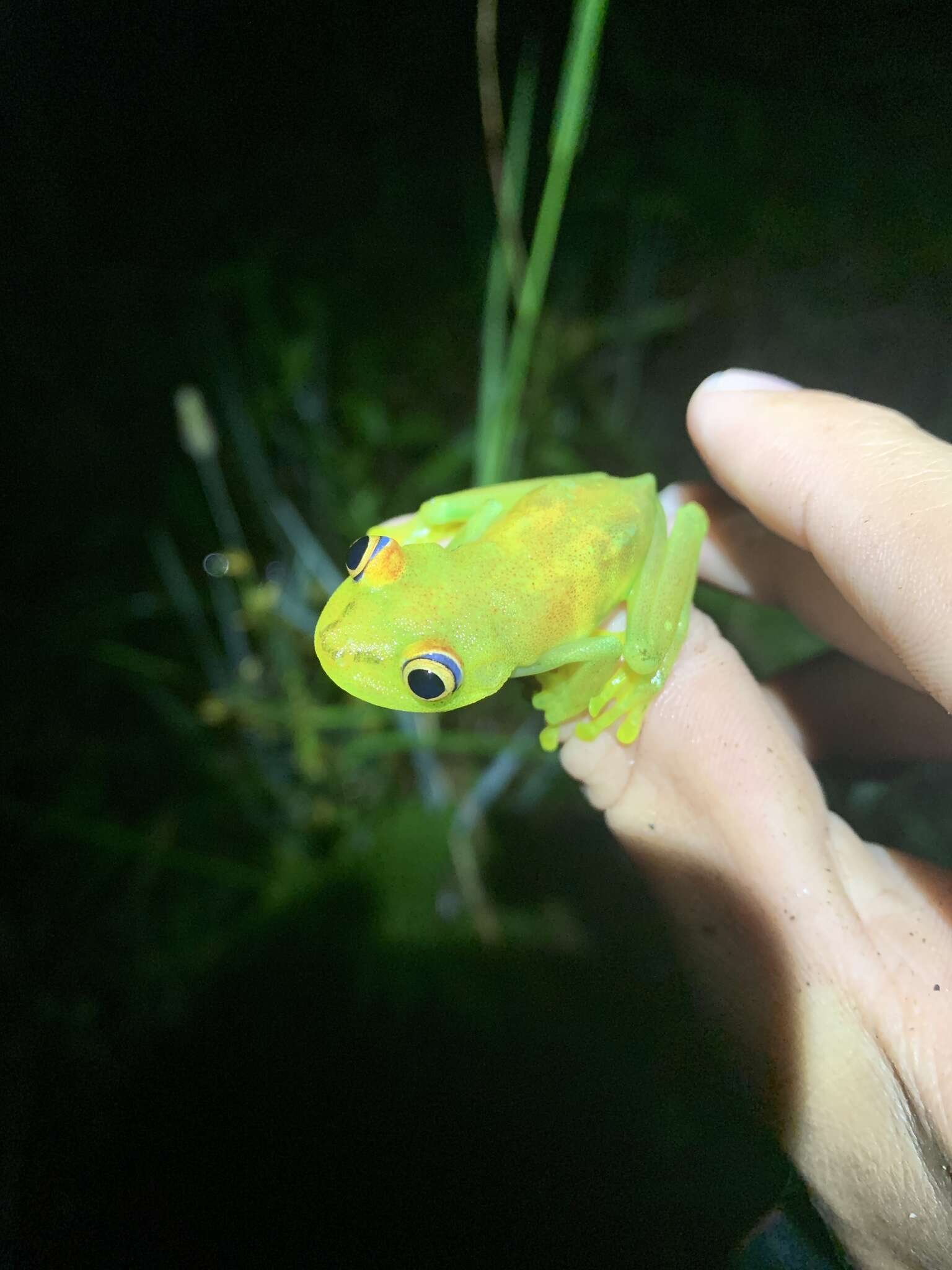 Imagem de Boana cinerascens (Spix 1824)