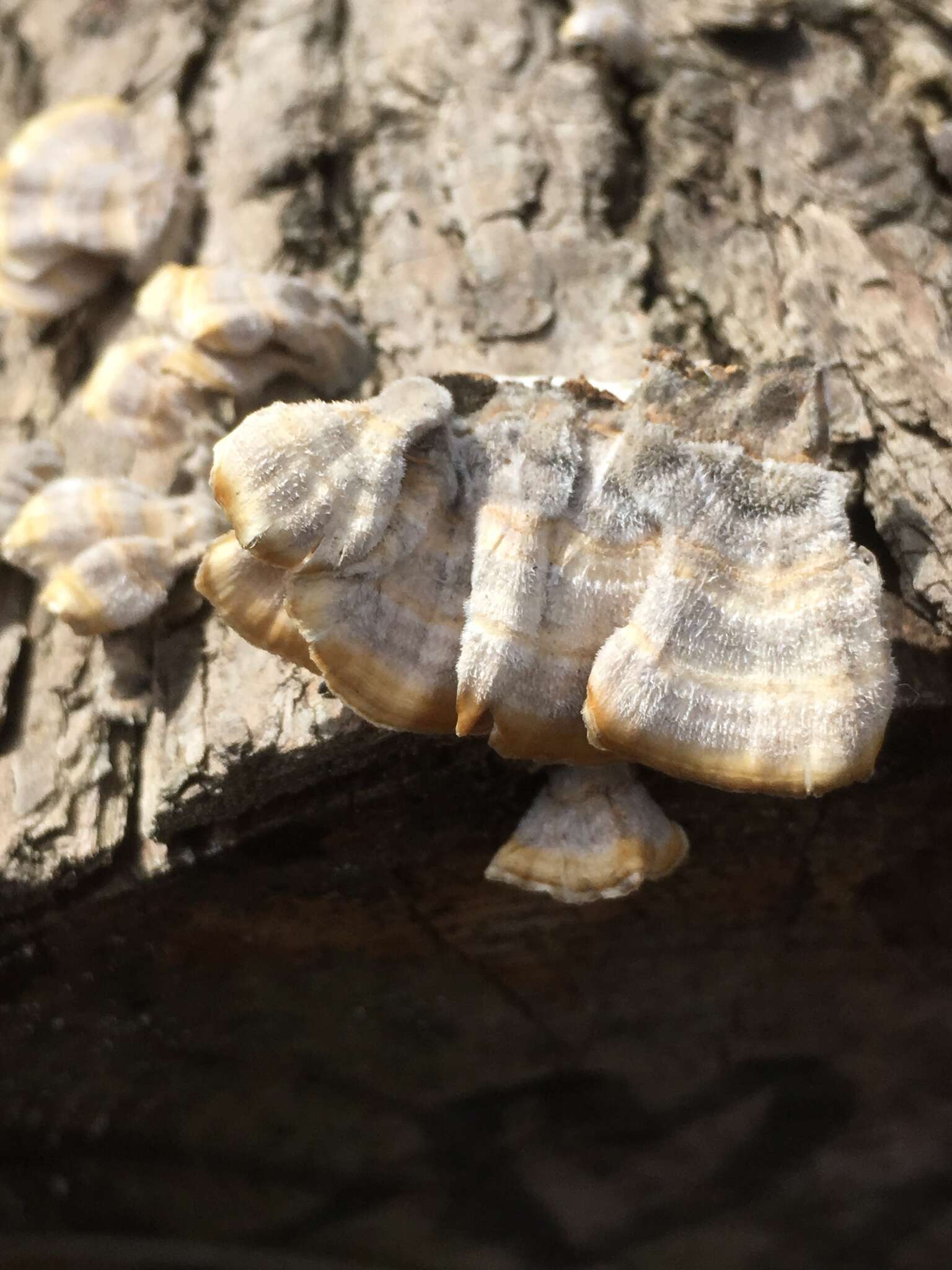 Image of Trametes ochracea (Pers.) Gilb. & Ryvarden 1987