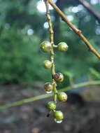 Image of Stachyurus himalaicus Hook. fil. & Thoms. ex Benth.