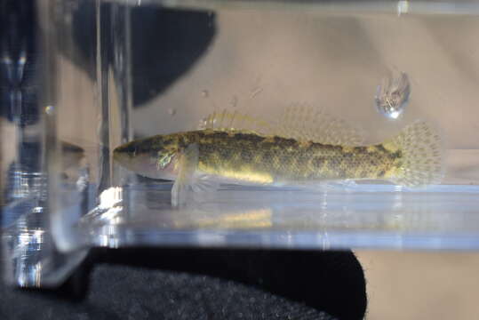 صورة Etheostoma flabellare Rafinesque 1819