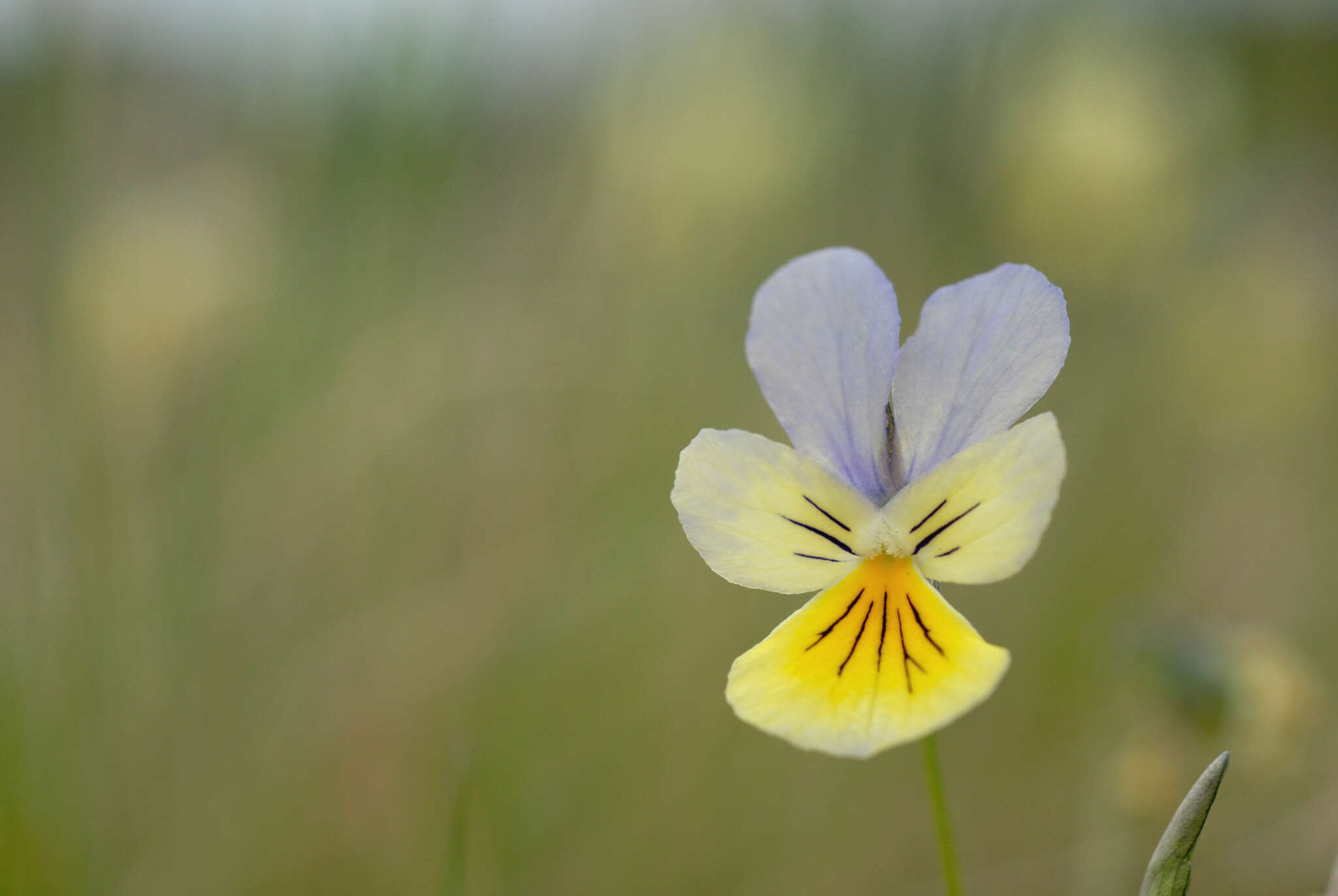 Image of yellow calamine violet