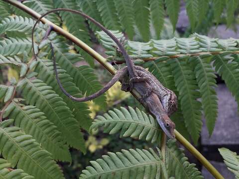 Image of Anolis unilobatus Köhler & Vesely 2010