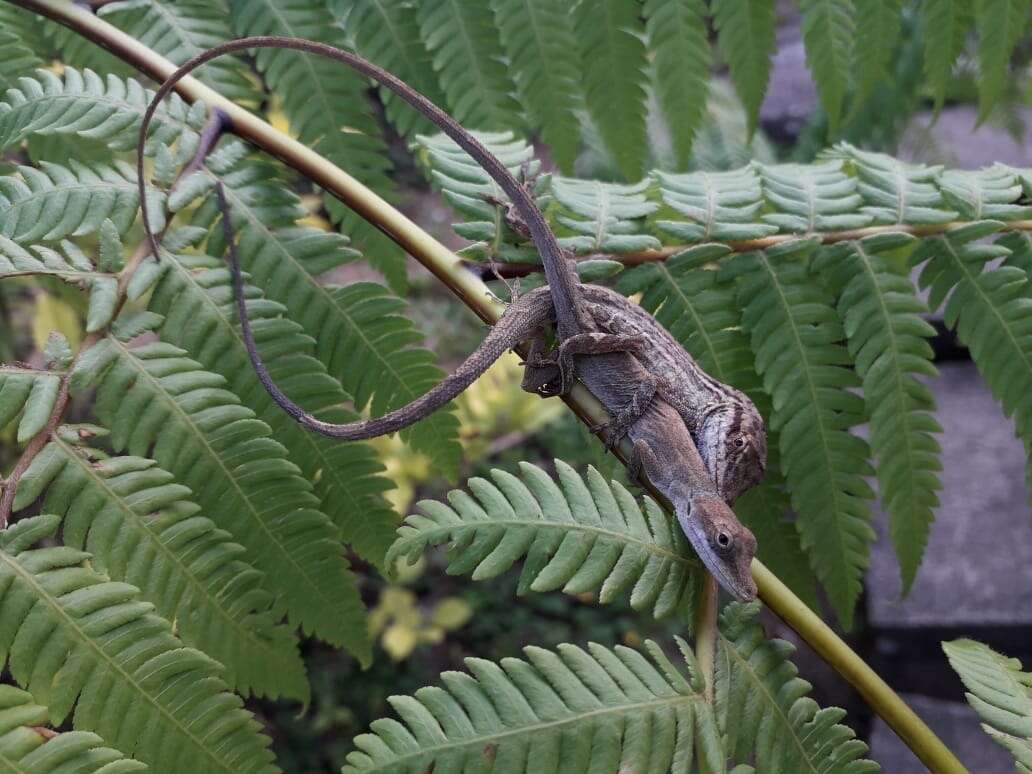 Imagem de Anolis unilobatus Köhler & Vesely 2010