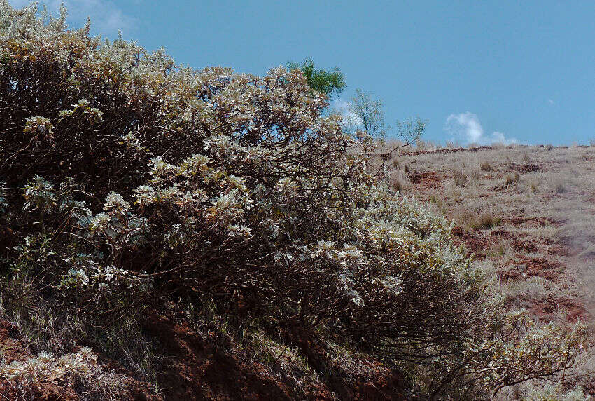 Imagem de Artemisia gorgonum Webb