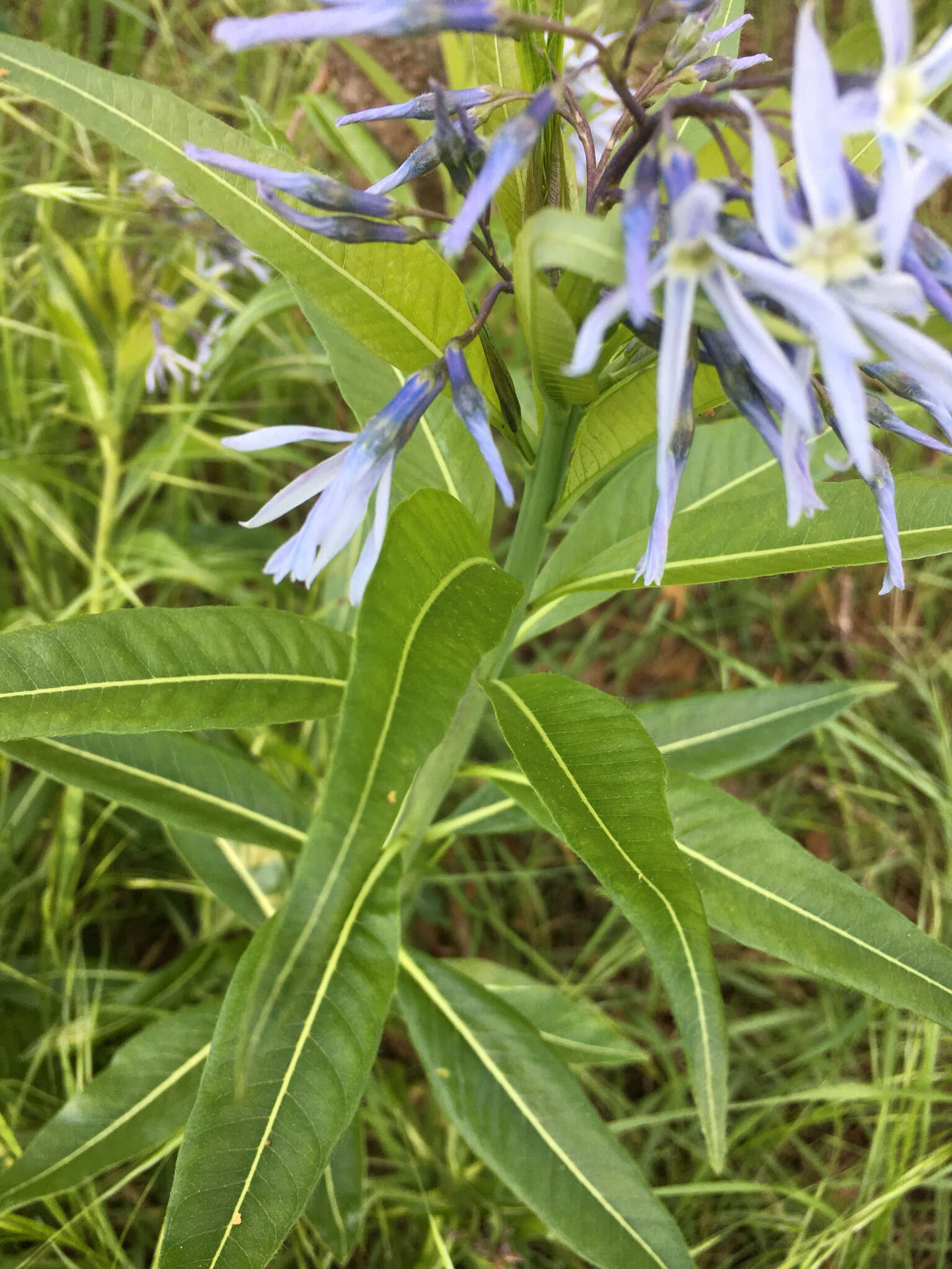 Image of Ozark bluestar